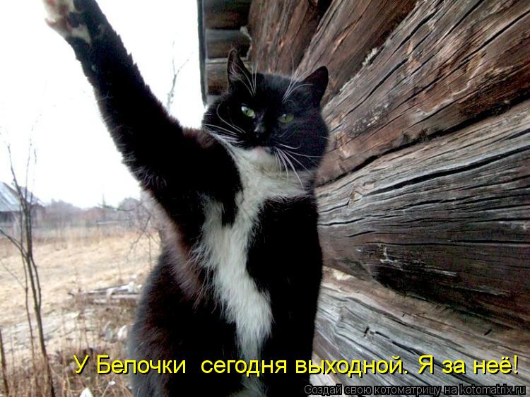 У Белочки сегодня выходной. Я за неё!... Котоматрица: У Белочки сегодня выходной. Я за неё!