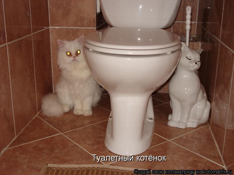 Котоматрица: Туалетный котёнок