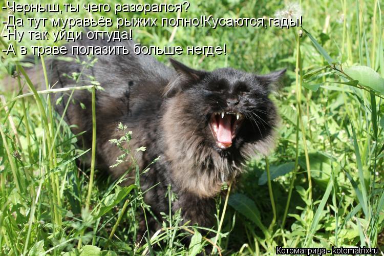 -Черныш,ты чего разорался? -Да тут муравьёв рыжих полно!Кусаются,гады! -Ну так уйди оттуда! -А в трав... Котоматрица: -Черныш,ты чего разорался? -Да тут муравьёв рыжих полно!Кусаются,гады! -Ну так уйди оттуда! -А в траве полазить больше негде!