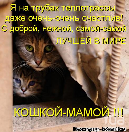 Котоматрица: Я на трубах теплотрассы даже очень-очень счастлив! С доброй, нежной, самой-самой ЛУЧШЕЙ В МИРЕ КОШКОЙ-МАМОЙ !!!