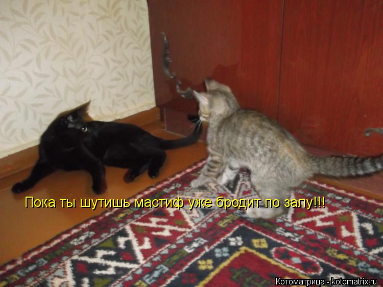 Пока ты шутишь мастиф уже бродит по залу!!!... Котоматрица: Пока ты шутишь мастиф уже бродит по залу!!!