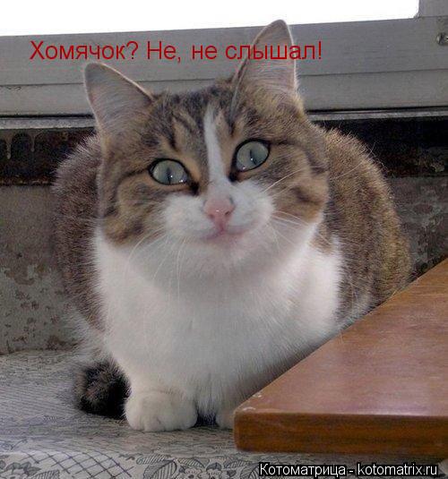 Хомячок? Не, не слышал!... Котоматрица: Хомячок? Не, не слышал!