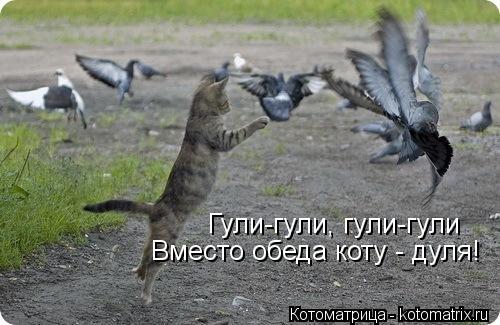 Гули-гули, гули-гули Вместо обеда коту - дуля!... Котоматрица: Гули-гули, гули-гули Вместо обеда коту - дуля!