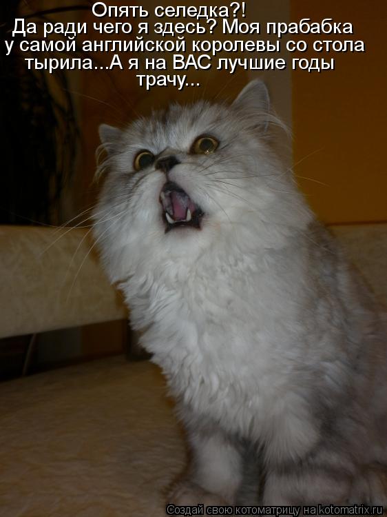 Опять селедка?! Да ради чего я здесь? Моя прабабка у самой английской королевы со стола тырила...А я ... Котоматрица: Опять селедка?! Да ради чего я здесь? Моя прабабка у самой английской королевы со стола тырила...А я на ВАС лучшие годы трачу...
