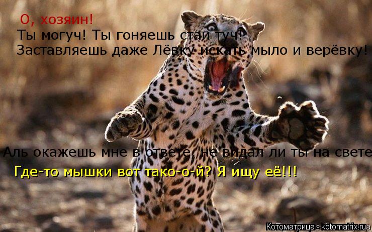 Котоматрица: О, хозяин! Ты могуч! Ты гоняешь стаи туч! Заставляешь даже Лёвку искать мыло и верёвку! Аль окажешь мне в ответе, не видал ли ты на свете Где-то