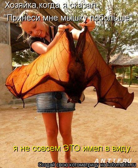 Котоматрица: хозяйака когда я сказал "принеси мне мышку побольше"я не это имел в виду Хозяйка,когда я сказал:  "Принеси мне мышку побольше",  я не совсем ЭТ