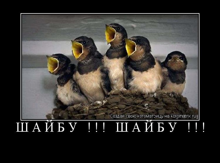 ШАЙБУ !!! ШАЙБУ !!! ... Котоматрица: ШАЙБУ !!! ШАЙБУ !!!