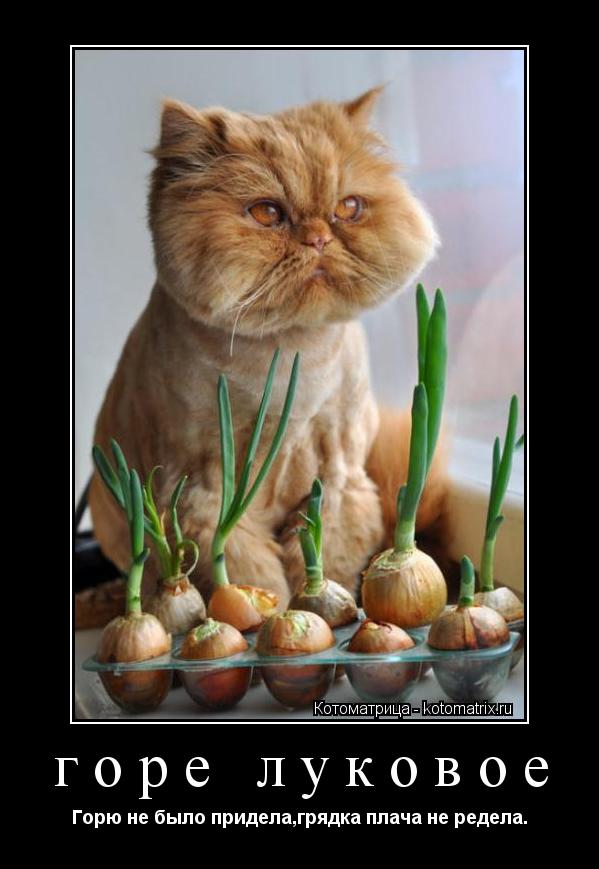 Котоматрица: горе луковое Горю не было придела,грядка плача не редела.