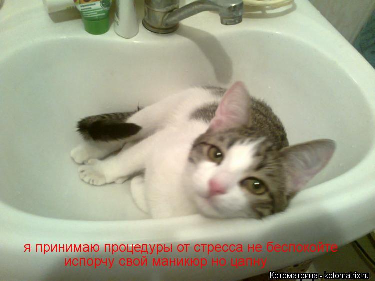 я принимаю процедуры от стресса не беспокойте испорчу свой маникюр но цапну... Котоматрица: я принимаю процедуры от стресса не беспокойте испорчу свой маникюр но цапну