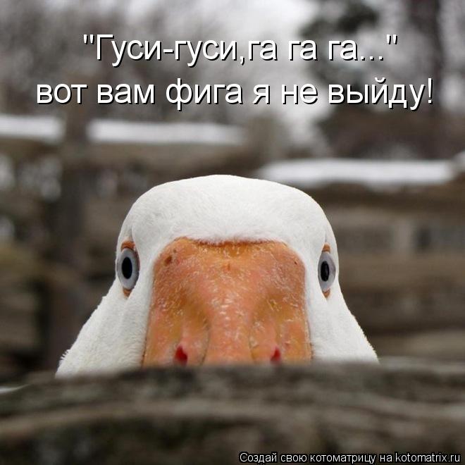 "Гуси-гуси,га га га..." вот вам фига я не выйду!... Котоматрица: "Гуси-гуси,га га га..." вот вам фига я не выйду!