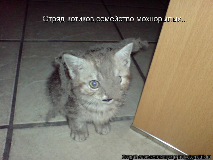 Отряд котиков,семейство мохнорылых...... Котоматрица: Отряд котиков,семейство мохнорылых...