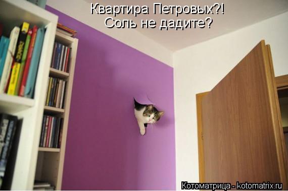 Квартира Петровых?! Соль не дадите?... Котоматрица: Квартира Петровых?! Соль не дадите?