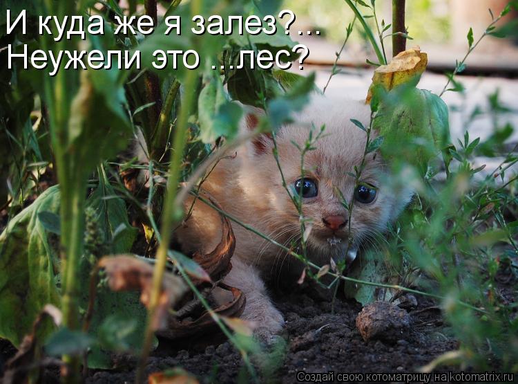 И куда же я залез?... Неужели это ...лес?... Котоматрица: И куда же я залез?... Неужели это ...лес?