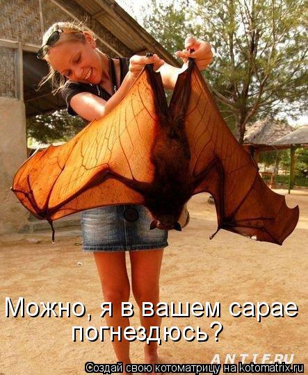 Можно, я в вашем сарае погнездюсь?... Котоматрица: Можно, я в вашем сарае погнездюсь?