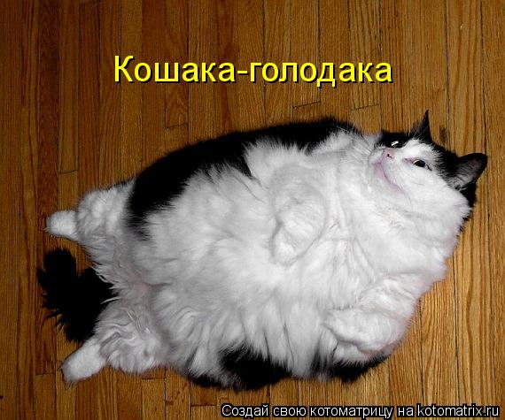 Кошака-голодака... Котоматрица: Кошака-голодака