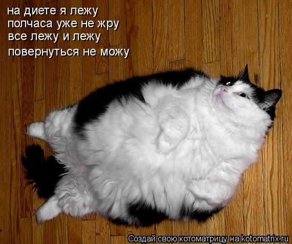 на диете я лежу полчаса уже не жру все лежу и лежу повернуться не можу... Котоматрица: на диете я лежу полчаса уже не жру все лежу и лежу повернуться не можу