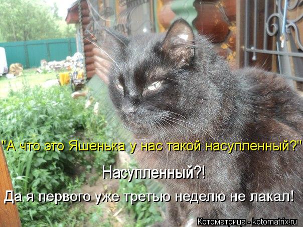 Насупленный?! Да я первого уже третью неделю не лакал! "А что это Яшенька у нас такой насупленный?"... Котоматрица: Насупленный?! Да я первого уже третью неделю не лакал! "А что это Яшенька у нас такой насупленный?"