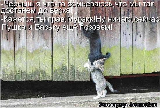 -Черныш,я что-то сомневаюсь,что мы так достанем до верха! -Кажется,ты прав,Мурзик!Ну ничего,сейчас Пу... Котоматрица: -Черныш,я что-то сомневаюсь,что мы так достанем до верха! -Кажется,ты прав,Мурзик!Ну ничего,сейчас Пушка и Ваську ещё позовём!