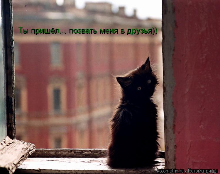 Ты пришёл... позвать меня в друзья))... Котоматрица: Ты пришёл... позвать меня в друзья))