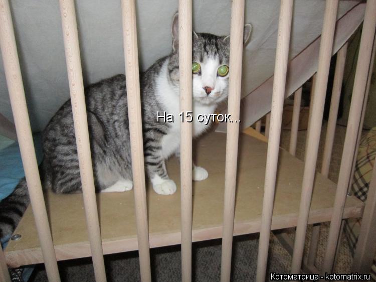На 15 суток...... Котоматрица: На 15 суток...