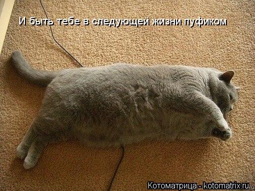 И быть тебе в следующей жизни пуфиком... Котоматрица: И быть тебе в следующей жизни пуфиком