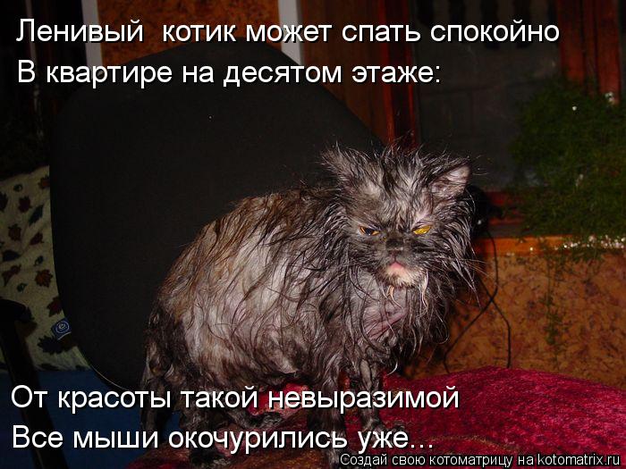 Ленивый котик может спать спокойно В квартире на десятом этаже: От красоты такой невыразимой Все мыш... Котоматрица: Ленивый котик может спать спокойно В квартире на десятом этаже: От красоты такой невыразимой Все мыши окочурились уже...