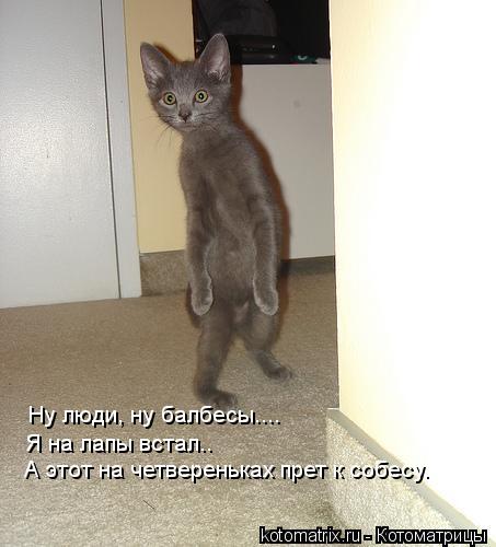 Ну люди, ну балбесы.... Я на лапы встал.. А этот на четвереньках прет к собесу.... Котоматрица: Ну люди, ну балбесы.... Я на лапы встал.. А этот на четвереньках прет к собесу.