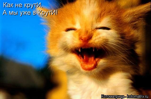 Как не крутИ, А мы уже в КрутИ!... Котоматрица: Как не крутИ, А мы уже в КрутИ!