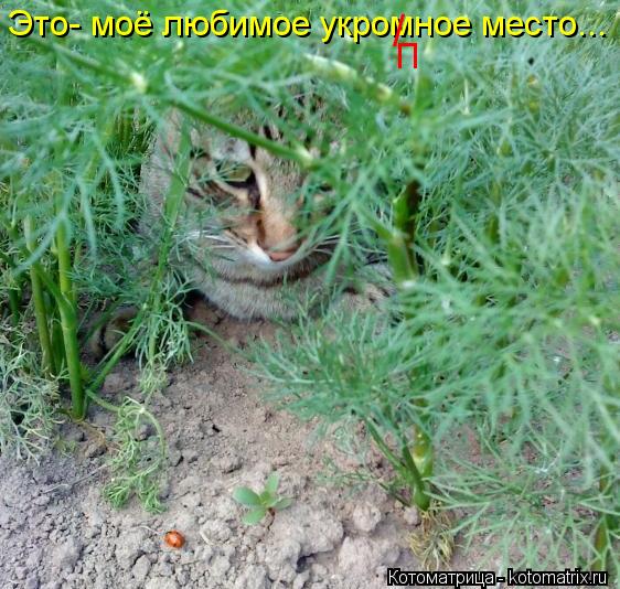 Это- моё любимое укромное место... П /... Котоматрица: Это- моё любимое укромное место... П /