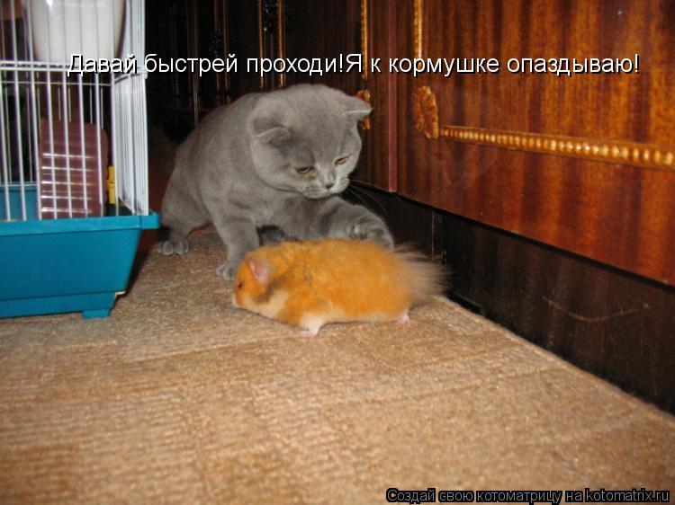 Давай быстрей проходи!Я к кормушке опаздываю!... Котоматрица: Давай быстрей проходи!Я к кормушке опаздываю!