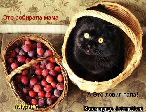 Это собирала мама А Это ловил папа! (Мурзик)... Котоматрица: Это собирала мама А Это ловил папа! (Мурзик)