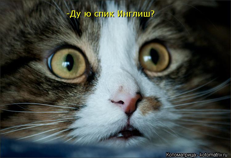 -Ду ю спик Инглиш?... Котоматрица: -Ду ю спик Инглиш?