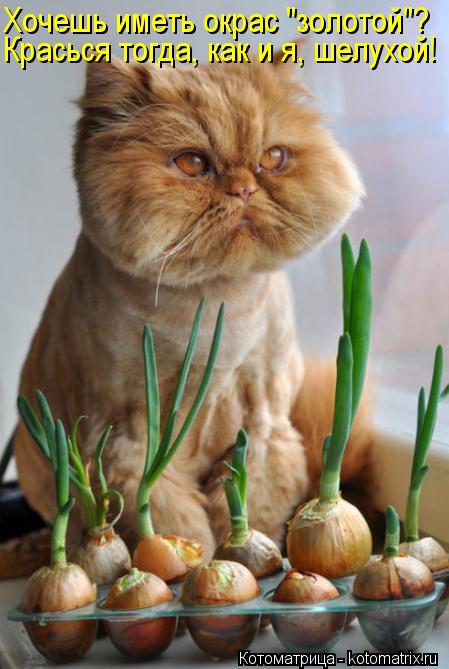 Хочешь иметь окрас "золотой"? Красься тогда, как и я, шелухой!... Котоматрица: Хочешь иметь окрас "золотой"? Красься тогда, как и я, шелухой!