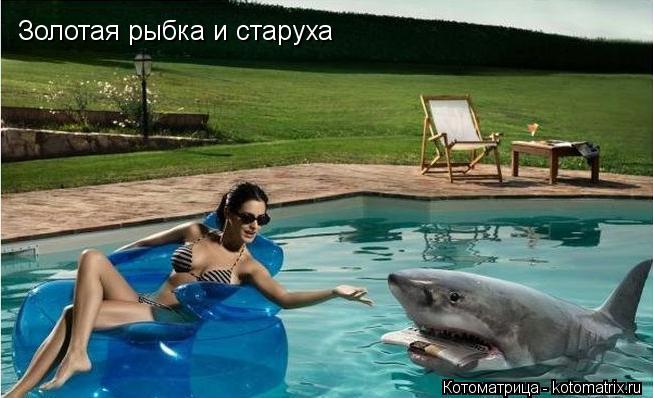 Золотая рыбка и старуха... Котоматрица: Золотая рыбка и старуха