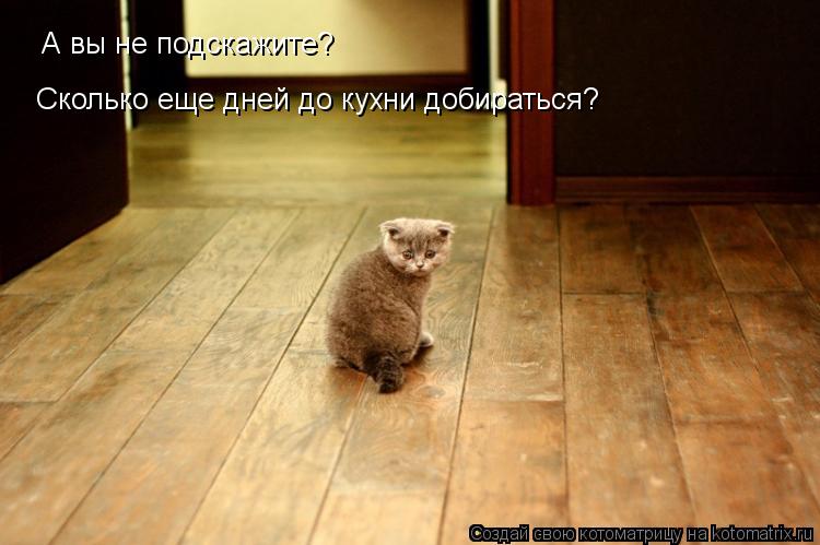 А вы не подскажите? Сколько еще дней до кухни добираться?... Котоматрица: А вы не подскажите? Сколько еще дней до кухни добираться?