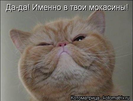 Да-да! Именно в твои мокасины!... Котоматрица: Да-да! Именно в твои мокасины!