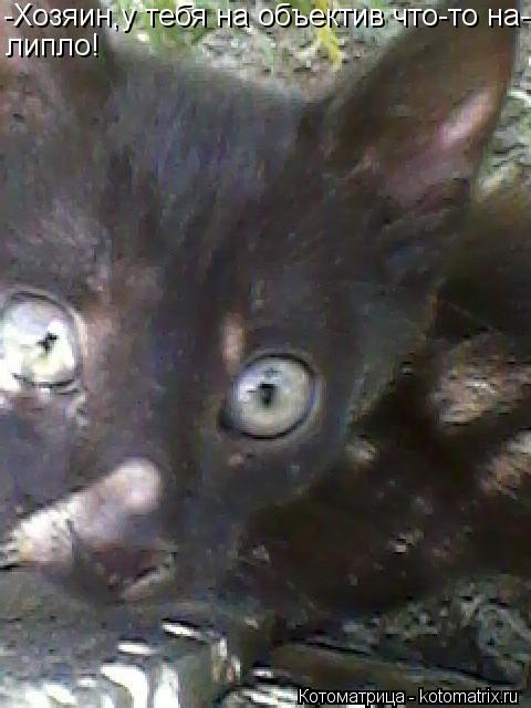 -Хозяин,у тебя на объектив что-то на- липло!... Котоматрица: -Хозяин,у тебя на объектив что-то на- липло!