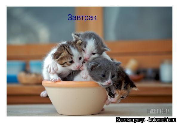 Завтрак... Котоматрица: Завтрак
