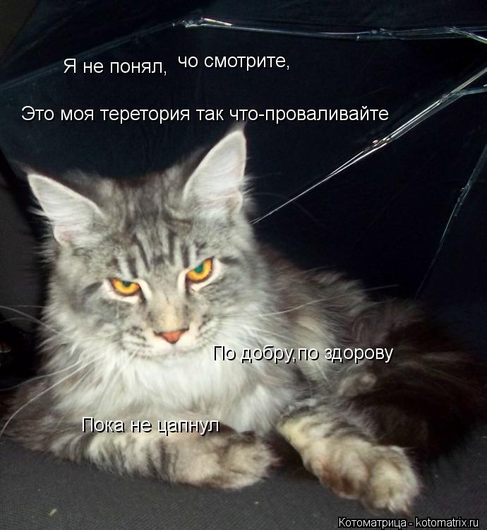 Я не понял, чо смотрите, Это моя теретория так что-проваливайте По добру,по здорову Пока не цапнул... Котоматрица: Я не понял, чо смотрите, Это моя теретория так что-проваливайте По добру,по здорову Пока не цапнул