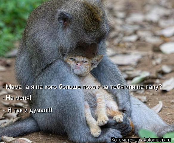 - Мама, а я на кого больше похож на тебя или на папу? - На меня! - Я так и думал!!!... Котоматрица: - Мама, а я на кого больше похож на тебя или на папу? - На меня! - Я так и думал!!!