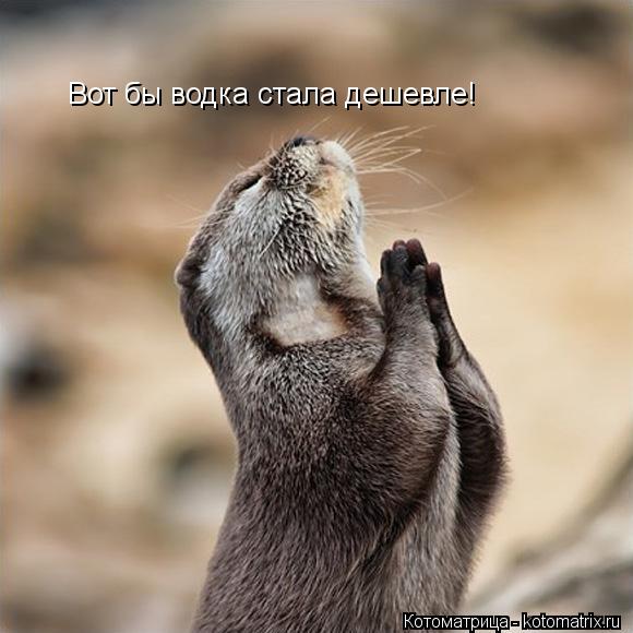 Вот бы водка стала дешевле!... Котоматрица: Вот бы водка стала дешевле!