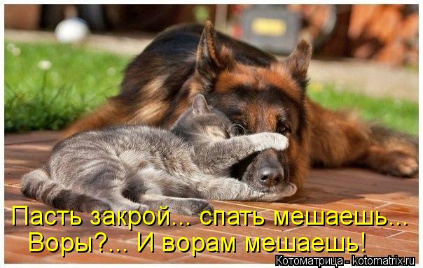 Пасть закрой... спать мешаешь... Воры?... И ворам мешаешь!... Котоматрица: Пасть закрой... спать мешаешь... Воры?... И ворам мешаешь!