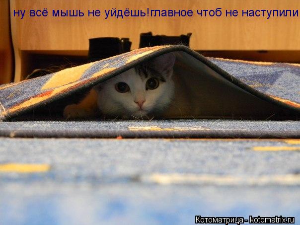 Котоматрица: ну всё мышь не уйдёшь!главное чтоб не наступили!