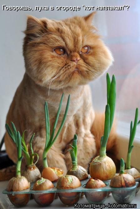 Говоришь, лука в огороде "кот наплакал"?... Котоматрица: Говоришь, лука в огороде "кот наплакал"?