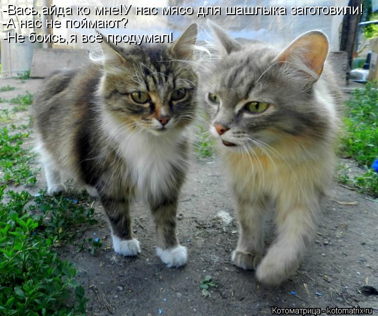 -Вась,айда ко мне!У нас мясо для шашлыка заготовили! -А нас не поймают? -Не боись,я всё продумал!... Котоматрица: -Вась,айда ко мне!У нас мясо для шашлыка заготовили! -А нас не поймают? -Не боись,я всё продумал!