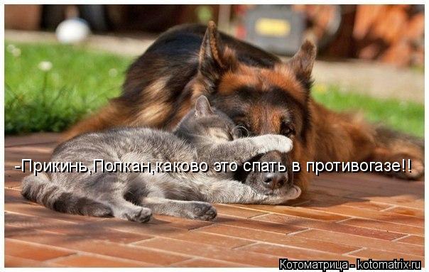 -Прикинь,Полкан,каково это спать в противогазе!!... Котоматрица: -Прикинь,Полкан,каково это спать в противогазе!!