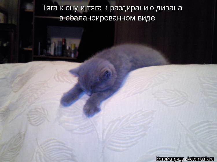 Тяга к сну и тяга к раздиранию дивана в сбалансированном виде... Котоматрица: Тяга к сну и тяга к раздиранию дивана в сбалансированном виде