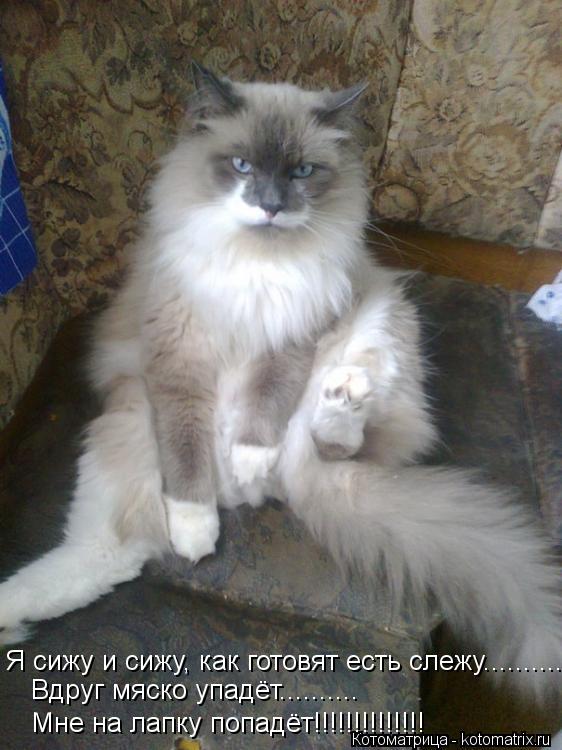 Вдруг мяско упадёт.......... Мне на лапку попадёт!!!!!!!!!!!!!! Я сижу и сижу, как готовят есть слежу... Котоматрица: Вдруг мяско упадёт.......... Мне на лапку попадёт!!!!!!!!!!!!!! Я сижу и сижу, как готовят есть слежу..........