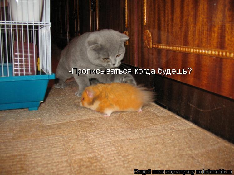 -Прописываться когда будешь?... Котоматрица: -Прописываться когда будешь?