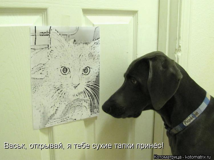 Васьк, открывай, я тебе сухие тапки принёс!... Котоматрица: Васьк, открывай, я тебе сухие тапки принёс!